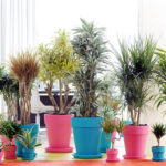 Cuidado de las plantas de interior en espacios con poca luz: Consejos para mantenerlas saludables