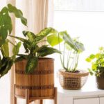 Cuidados básicos para tener helechos en el interior de tu hogar