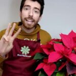 Cuidados esenciales para mantener tu planta de Navidad radiante