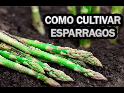 cuidados-para-los-asparagus-c-mo-cultivar-esp-rragos-en-el-interior