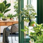 Guía completa para cuidar y decorar tu planta grande de interior