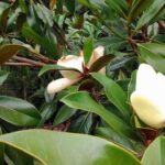 Guía completa para podar un magnolio y mantenerlo saludable
