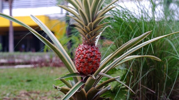 Los secretos para cuidar tu planta de piña y disfrutar de exuberantes ...