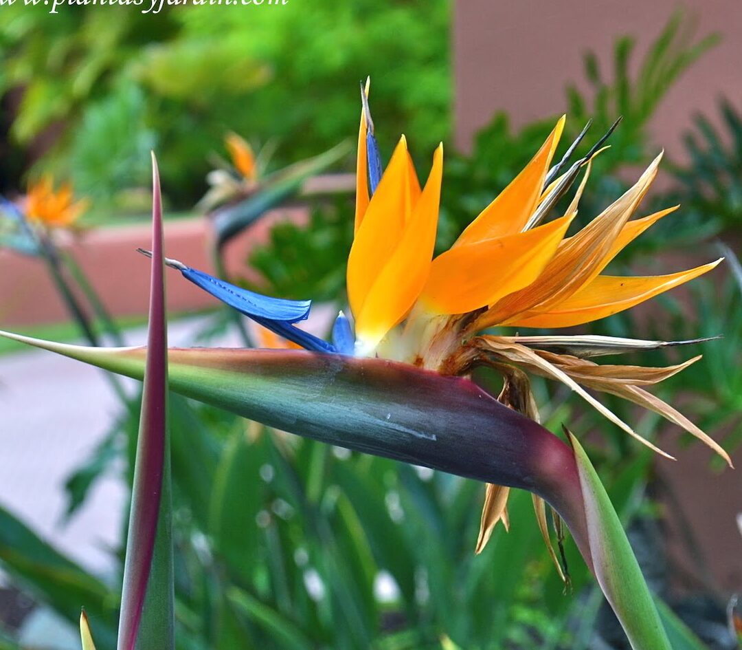 Strelitzia Flor Todo Lo Que Necesitas Saber Para Cuidar Esta Ex tica Y strelitzia-flor-todo-lo-que-necesitas-saber-para-cuidar-esta-ex-tica-y