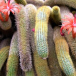 Cactus cola de gato: consejos para cuidar esta hermosa planta en casa