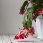 Cactus de Navidad: Cómo Cuidarlos para Estimular la Floración