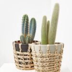 Cactus tipo: conoce las variedades más populares y cómo cuidarlas