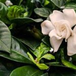 Cómo cuidar las gardenias en maceta: consejos esenciales para mantener estas hermosas plantas saludables