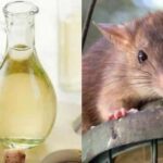 Cómo eliminar eficazmente los ratones de tu hogar: métodos y consejos
