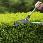 Consejos para el cuidado y mantenimiento de setos en tu jardín