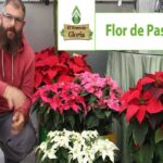 Consejos y secretos para el cuidado de la flor de pascua: ¡Haz que luzca hermosa todo el año!