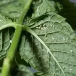Control y prevención de las mosquitas blancas en las plantas: consejos esenciales para mantener tus cultivos saludables