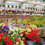 Cuándo y cómo plantar geranios: consejos básicos para un jardín colorido
