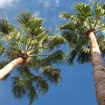 Cuidado y mantenimiento de palmeras: Consejos para un crecimiento saludable