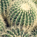 Cuidados esenciales para la familia de cactus: consejos y recomendaciones