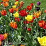Cuidados esenciales para tus tulipanes: ¡una explosión de color en tu jardín!