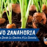 Cultivo de cebolla: guía completa para plantar y cuidar tu propia cosecha