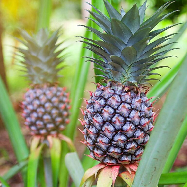 Cultivo de piña: pasos para tener una plantación saludable y productiva ...