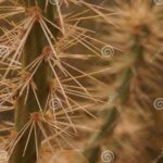 Descubre las Características Fascinantes del Cactus: Todo lo que Debes Saber