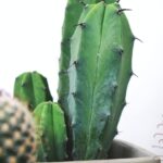 Descubre los diferentes tipos de flor de cactus y cómo cuidarlos