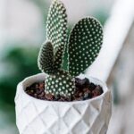 Descubre los Diferentes Tipos y Nombres de Cactus para Decorar tu Hogar
