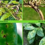 Detección y tratamiento de enfermedades en las hojas de los geranios: guía completa con fotos