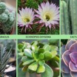 El nombre cactus: Todo lo que debes saber sobre estas plantas fascinantes