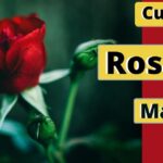 Guía completa para el cuidado de rosales: consejos y técnicas infalibles