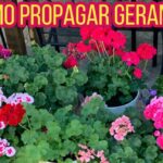 Guía completa para reproducir geranios: consejos y técnicas infalibles