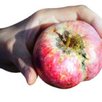 Insecticida casero para proteger tus manzanos de plagas