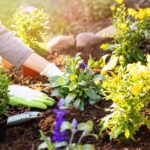 Mantenimiento de jardín: consejos y trucos para mantener tus plantas siempre radiantes