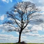 Nombres de árboles de hoja caduca: Descubre la belleza efímera de la naturaleza