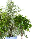 Todo lo que necesitas saber sobre los cuidados del Ficus Benjamina