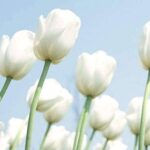 Tulipanes: Cuidados indispensables durante la temporada