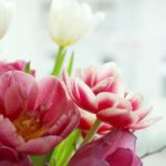 Tulipanes en maceta: cuidados esenciales para su florecimiento